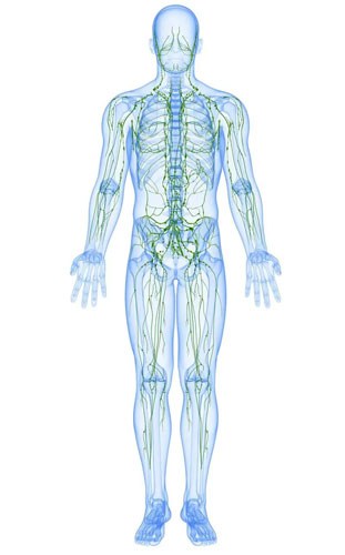 Understanding-Lymphatic-System-Benefits-to-Lymphatic-Draining-e1592004185933